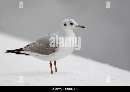 Kokmeeuw in de sneeuw; Black-headed Gull in the snow Stock Photo