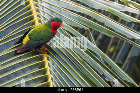 Kuhl's Lorikeet (Vini kuhlii). Now reintroduced, by the Cook Islands Natural Heritage Trust and numerous conservation bodies, to Atiu in the Cook Isla Stock Photo