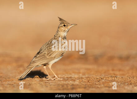 Adult Crested Lark (Galerida cristata pallida) standing in the Spanish steppes.