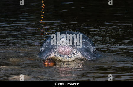 Lederschildpad op strand van Trinidad; Leatherback Sea Turtle (Dermochelys coriacea), on a Trinidad beach Stock Photo