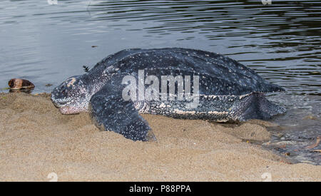 Lederschildpad op strand van Trinidad; Leatherback Sea Turtle (Dermochelys coriacea), on a Trinidad beach Stock Photo