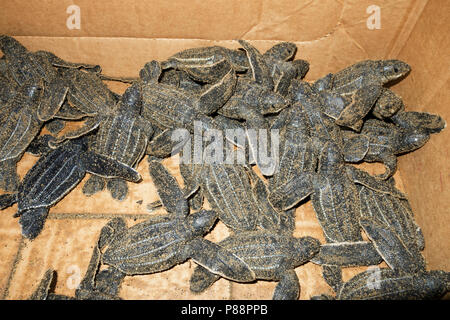 Lederschildpad op strand van Trinidad; Leatherback Sea Turtle (Dermochelys coriacea), on a Trinidad beach Stock Photo