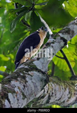 Collared Forest-falcon, Micrastur semitorquatus Stock Photo