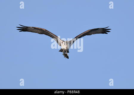 Osprey hovering while hunting for fish Stock Photo