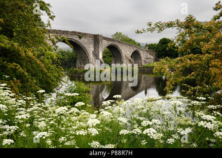 Medieval stone arch Old Stirling Bridge over the River Forth with Queen Annes Lace white flowers Stirling Scotland UK Stock Photo