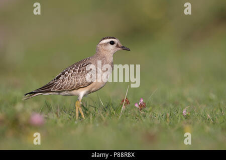 Eurasian Dotterel, Morinelplevier, Charadrius morinellus Stock Photo