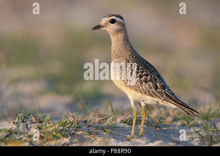 Eurasian Dotterel, Morinelplevier, Charadrius morinellus Stock Photo