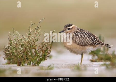 Eurasian Dotterel, Morinelplevier, Charadrius morinellus Stock Photo