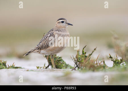 Eurasian Dotterel, Morinelplevier, Charadrius morinellus Stock Photo