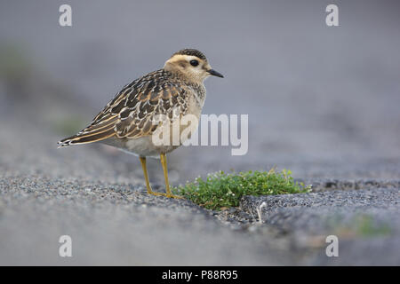 Eurasian Dotterel, Morinelplevier, Charadrius morinellus Stock Photo