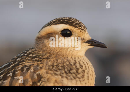 Eurasian Dotterel, Morinelplevier, Charadrius morinellus Stock Photo