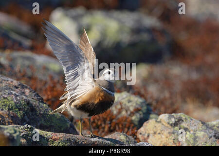 Eurasian Dotterel, Morinelplevier, Charadrius morinellus Stock Photo