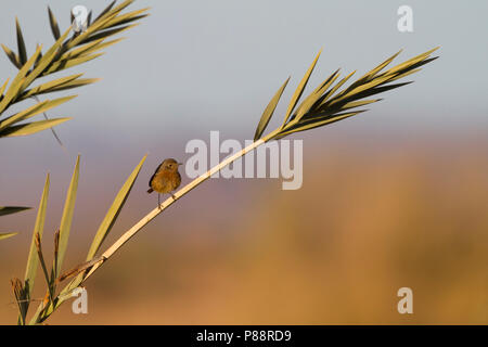 Moussier's Redstart - Diademrotschwanz - Phoenicurus moussieri, Morocco, adult female Stock Photo