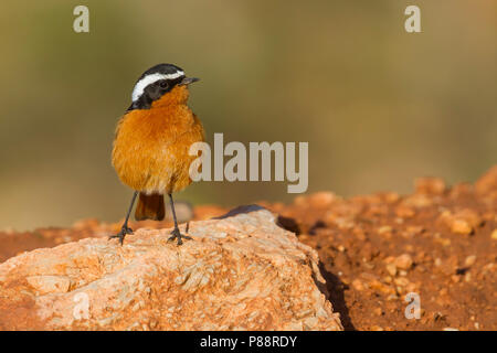 Moussier's Redstart - Diademrotschwanz - Phoenicurus moussieri, Morocco, adult male Stock Photo