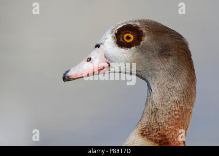 Nijlgans; egyptian goose; Alopochen aegyptiaca Stock Photo