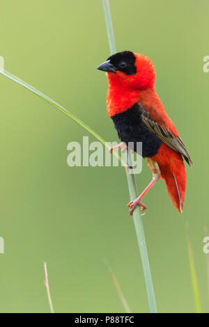 Northern Red Bishop (Euplectes franciscanus) in summer plumage Stock Photo