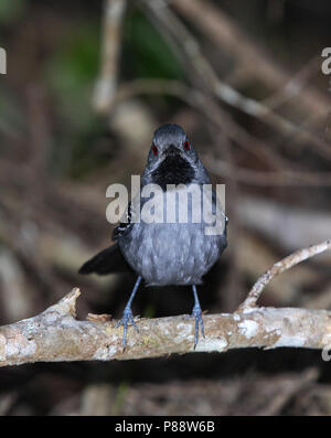 Male Slender Antbird (Rhopornis ardesiacus) a Brazilian endemic species of bird of the dry Atlantic Forests. Stock Photo