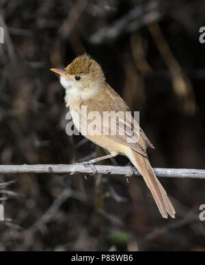 Thick-billed Warbler - Dickschnabel-Rohrsänger - Arundinax aedon ssp. aedon, Russia, adult Stock Photo