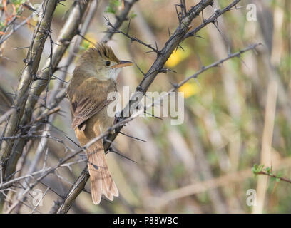 Thick-billed Warbler - Dickschnabel-Rohrsänger - Arundinax aedon ssp. aedon, Russia, adult Stock Photo