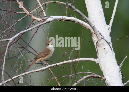 Thick-billed Warbler - Dickschnabel-Rohrsänger - Arundinax aedon ssp. aedon, Russia, adult Stock Photo