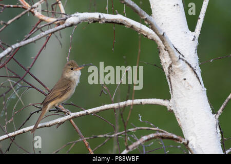 Thick-billed Warbler - Dickschnabel-Rohrsänger - Arundinax aedon ssp. aedon, Russia, adult Stock Photo