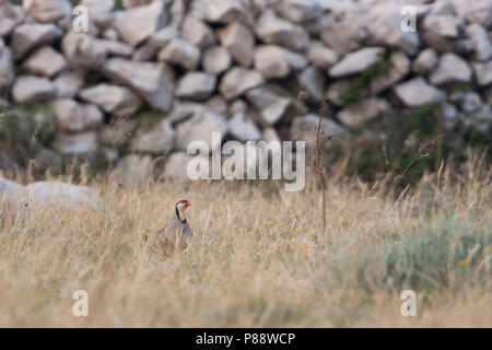 Rock Partridge - Steinhuhn - Alectoris graeca ssp. saxatilis, Croatia, adult Stock Photo