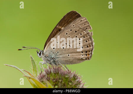 Rode vuurvlinder / Purple-edged Copper (Lycaena hippothoe) Stock Photo