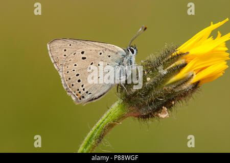 Rode vuurvlinder / Purple-edged Copper (Lycaena hippothoe) Stock Photo