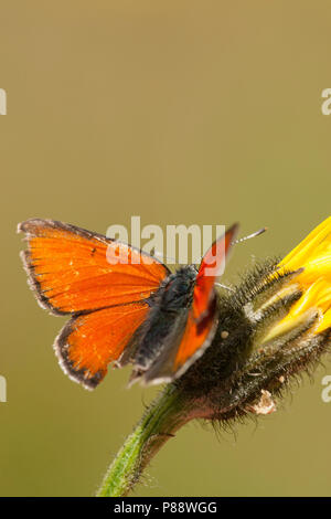 Rode vuurvlinder / Purple-edged Copper (Lycaena hippothoe) Stock Photo