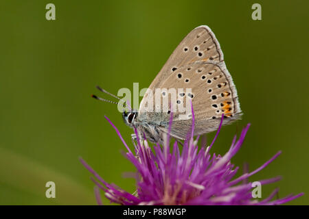 Rode vuurvlinder / Purple-edged Copper (Lycaena hippothoe) Stock Photo