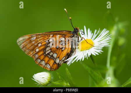 Roodbonte parelmoervlinder / Scarce Fritillary (Euphydryas maturna) Stock Photo