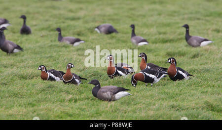 Red-breasted Goose, Roodhalsgans, Branta ruficollis