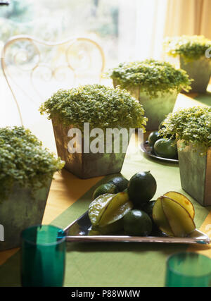 Still-Life of a group of helxine in simple metal galvanized pots Stock Photo