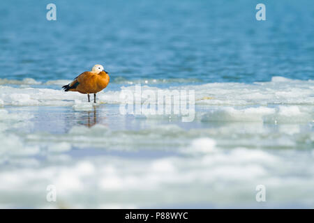 Ruddy Shelduck - Rostgans - Tadorna ferruginea, Switzerland, adult, female Standing on ice Stock Photo