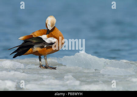 Ruddy Shelduck - Rostgans - Tadorna ferruginea, Switzerland, adult, female Standing on ice Stock Photo