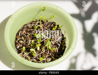 Sunflower plant sprouts germinating in soil Stock Photo