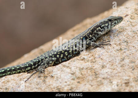 Ruïnehagedis op Corsica, Italian Wall Lizard on Corsica Stock Photo - Alamy