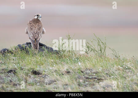 Saker Falcon - Würgfalke - Falco cherrug ssp. milvipes, Russia, 2nd cy Stock Photo