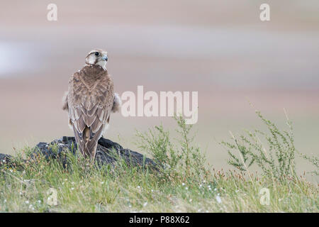 Saker Falcon - Würgfalke - Falco cherrug ssp. milvipes, Russia, 2nd cy Stock Photo