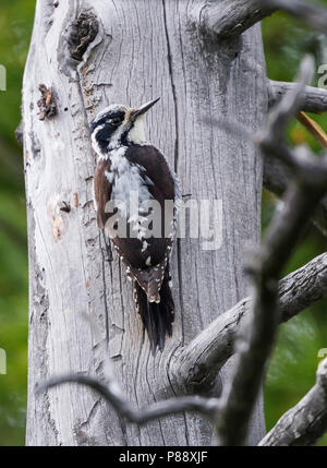 Three-toed Woodpecker - Dreizehenspecht - Picoides tridactylus ssp. tridactylus, Kazakhstan, adult Stock Photo