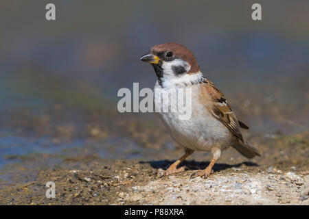 Eurasian Tree Sparrow - Feldsperling - Passer montanus ssp. montanus Stock Photo