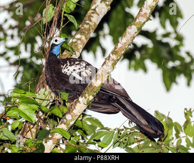 Trinidad Piping Guan (Pipile pipile) a critically endangered species of bird endemic to the island of Trinidad. At one time abundant, it has declined  Stock Photo