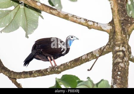 Trinidad Piping Guan (Pipile pipile) a critically endangered species of bird endemic to the island of Trinidad. At one time abundant, it has declined  Stock Photo