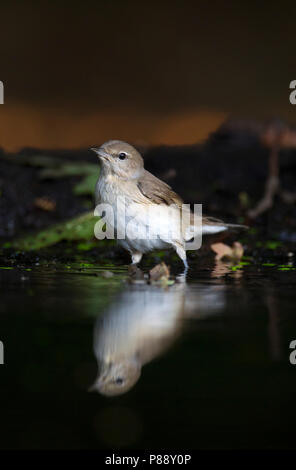 Tuinfluiter, Garden Warbler, Sylvia borin Stock Photo
