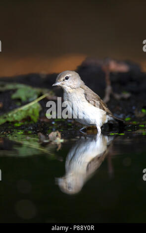 Tuinfluiter, Garden Warbler, Sylvia borin Stock Photo