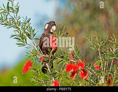 Carnaby's Black-cockatoo, Calyptorhynchus latirostris Stock Photo