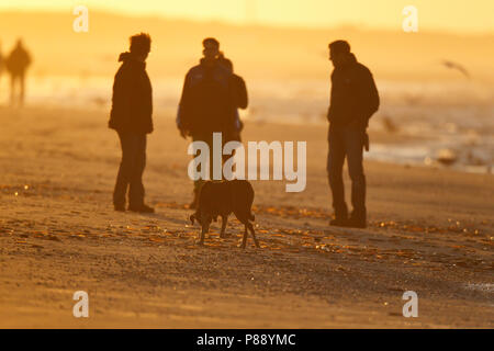 Wandelaars met hond aan zee en het strand bij gouden avondlicht van zonsondergang ; Walkers with dog along the shore, on the beach in golden light of  Stock Photo