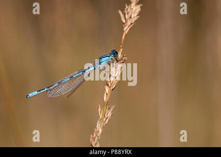 Imago Watersnuffel; Adult Common Blue Damselfly; Adult Common Bluet Stock Photo