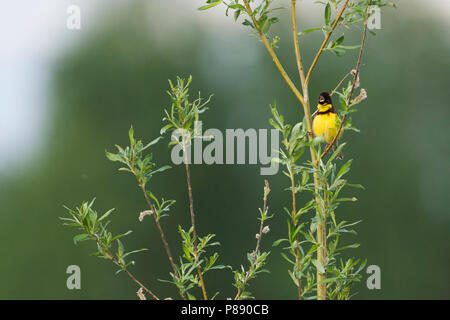 Yellow-breasted Bunting - Weidenammer - Emberiza aureola ssp. aureola, Russia, adult male Stock Photo