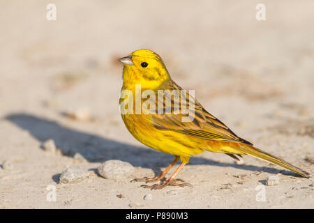 Yellowhammer - Goldammer - Emberiza citrinella ssp. citrinella, Germany, adult male standing on the ground Stock Photo